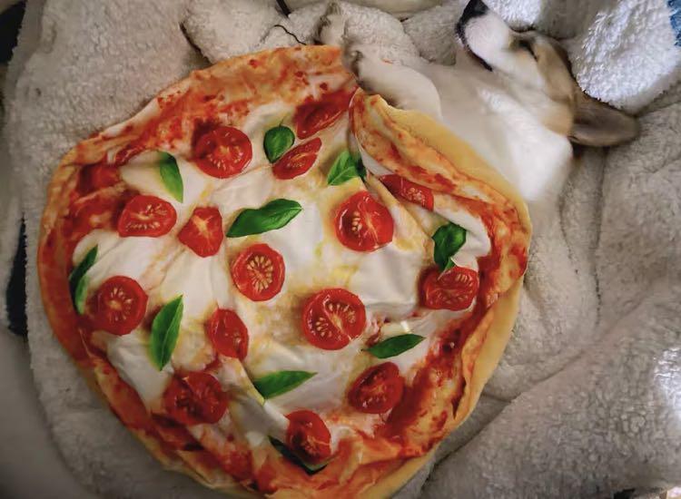 Tiktok trending】🐶🐱 Creative Pet blanket cabbage 🥬 bacon 🥓 pizza 🍕 avocado 🥑 funny cute dog cat cover soft blankie accessories pets supplies cosplay Halloween photoshoot novelty, Pet Supplies, Homes & Other Tiktok trending】🐶🐱 Creative Pet blanket cabbage 🥬 bacon 🥓 pizza 🍕 avocado 🥑 funny cute dog cat cover soft blankie accessories pets supplies cosplay Halloween photoshoot novelty, Pet Supplies, Homes & Other