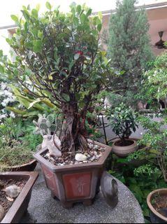Plant Home Furniture Gardening On Carousell