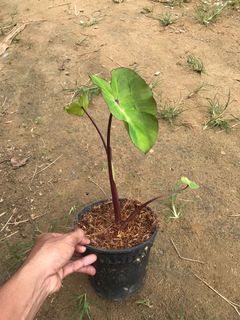 (Category: ) located in . Submitted by cage.plants.studio (Listing ID 1149452577, Image 1). Description: .