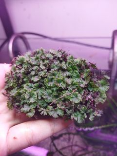 (Category: ) located in . Submitted by hessaquatics (Listing ID 1149480586, Image 1). Description: .
