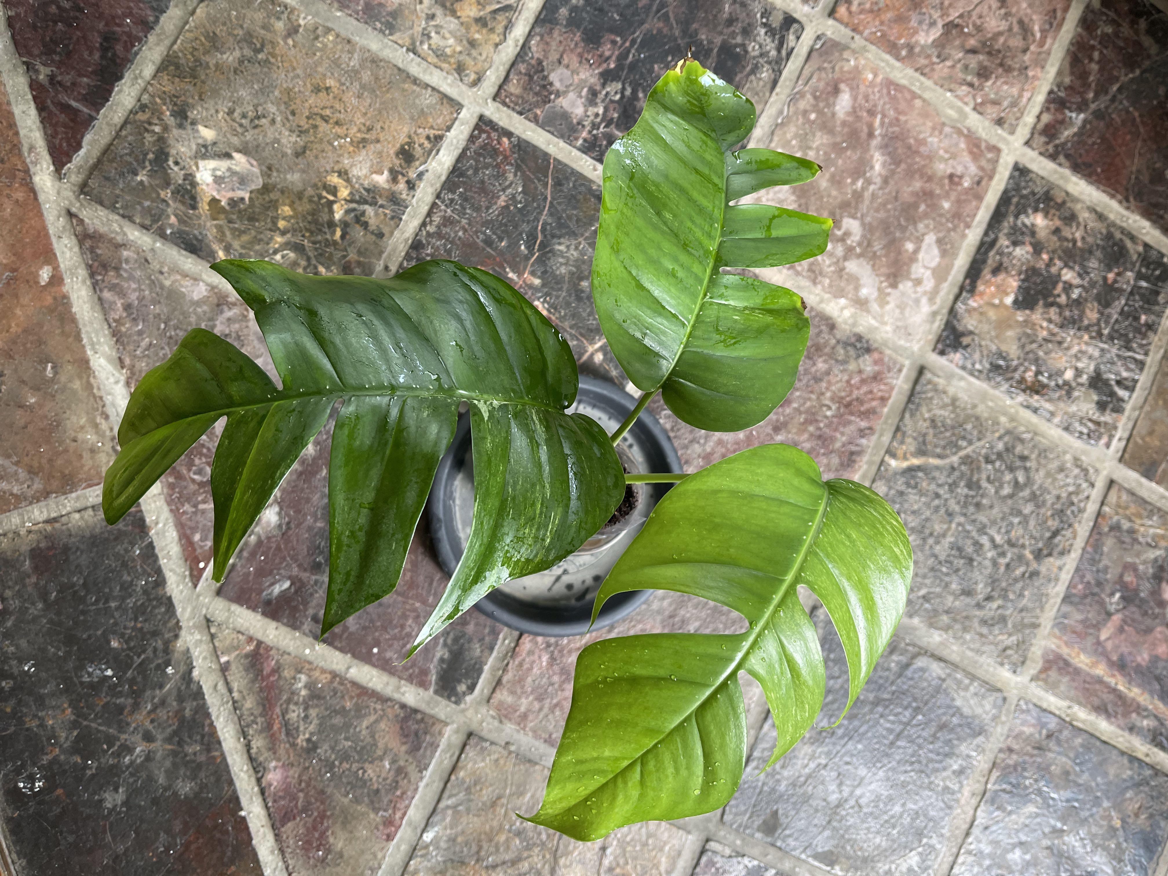 Epipremnum pinnatum yellow - reverted (?) : r/pothos