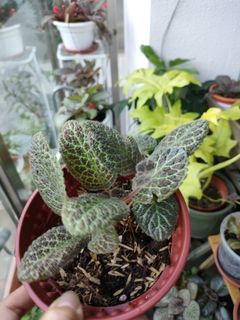 (Category: ) located in . Submitted by EpisciaCorner (Listing ID 1149432184, Image 1). Description: .