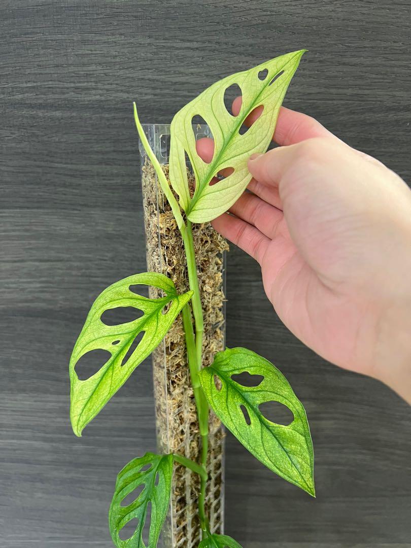 philodendron violin Philodendron Bipennifolium (Violin) Variegated main image 0