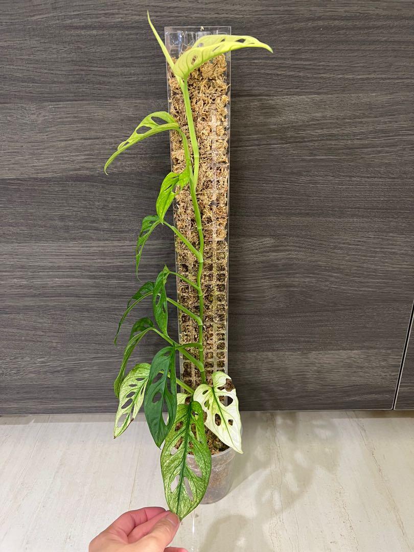 monstera adansonii archipelago ghost full plant! (Not albo not aurea not  mint), Furniture & Home Living, Gardening, Plants & Seeds on Carousell