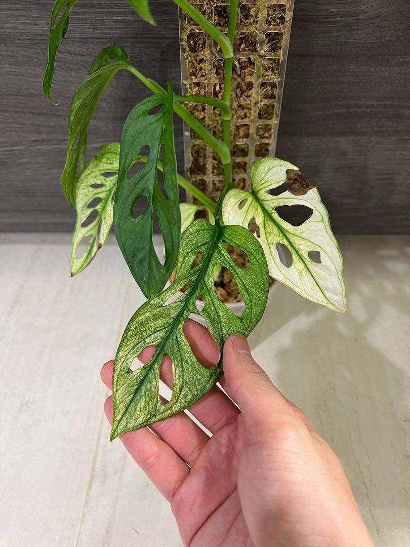 mini monstera deliciosa Rare Monstera Minima | Rhaphidophora Tetrasperma | Mini Monstera main image 1