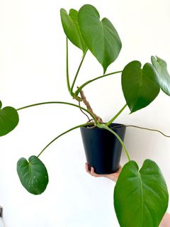（分類：）位於 。 由 baoshouse 提交（商品編號 1149461051，圖片 1）。簡介： 。