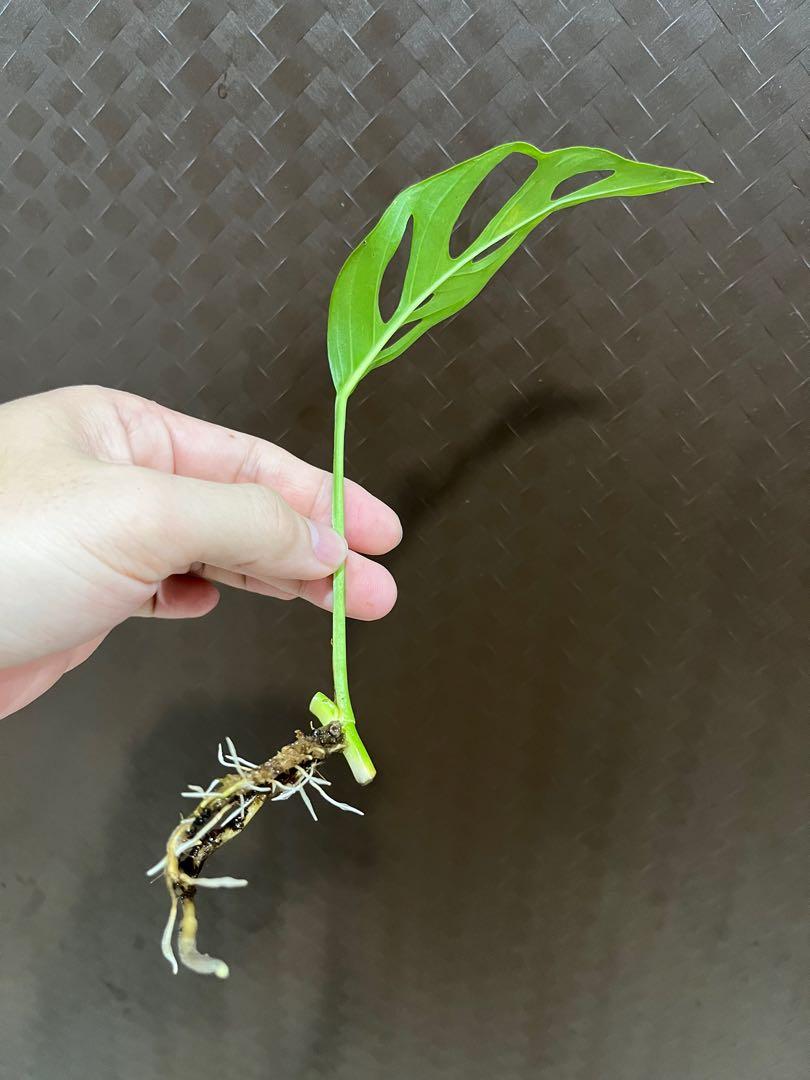 philodendron pink princess vergrünt Pink Princess Philodendron - Live Starter Plant in a 2 Inch Pot