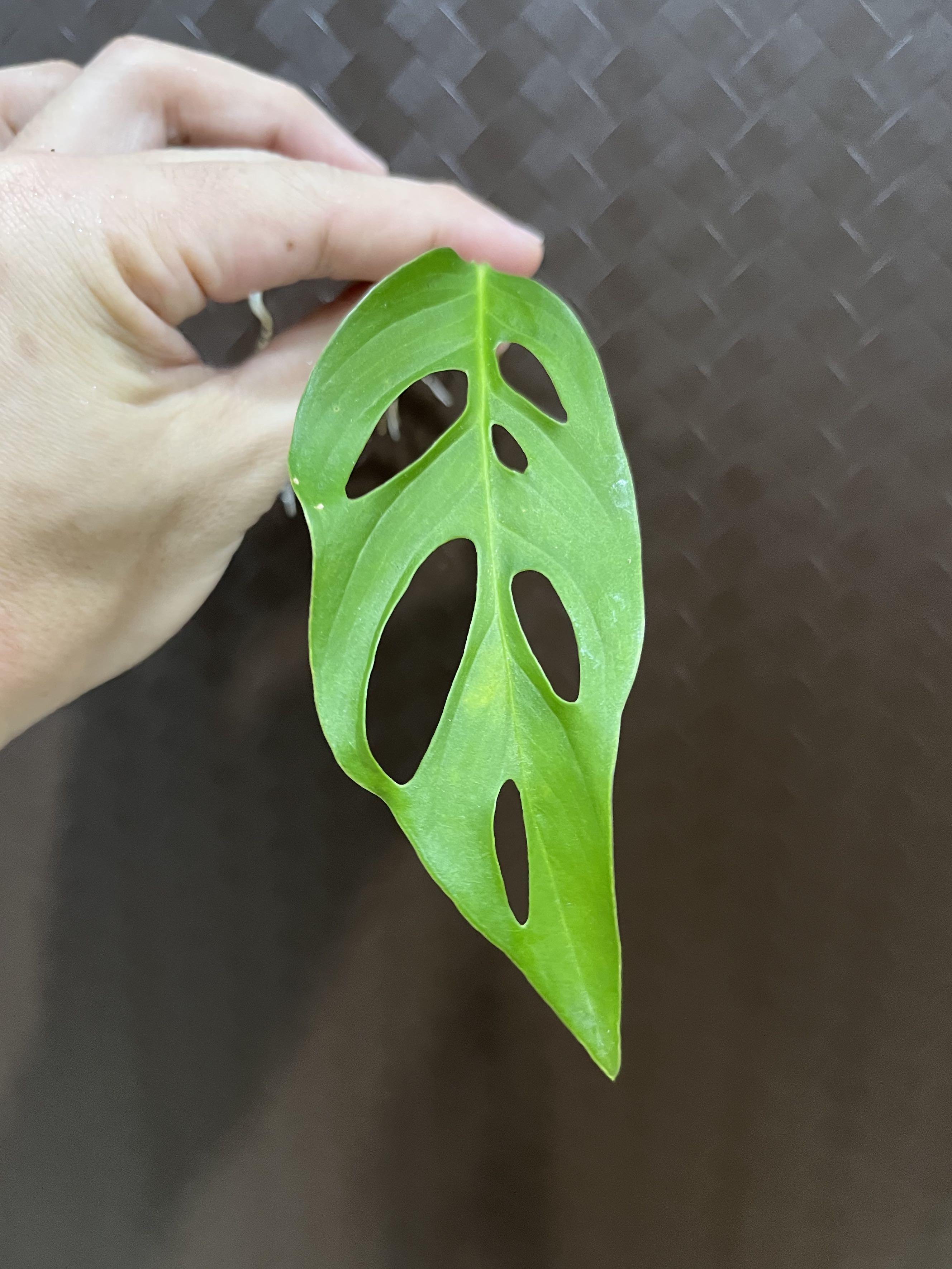 Monstera Obliqua cf Napo with shoot, Furniture & Home Living, Gardening,  Plants & Seeds on Carousell