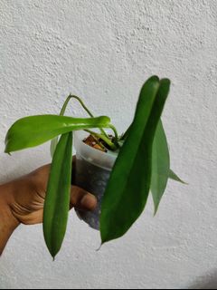(Category: ) located in . Submitted by multiflora (Listing ID 1149561445, Image 1). Description: .