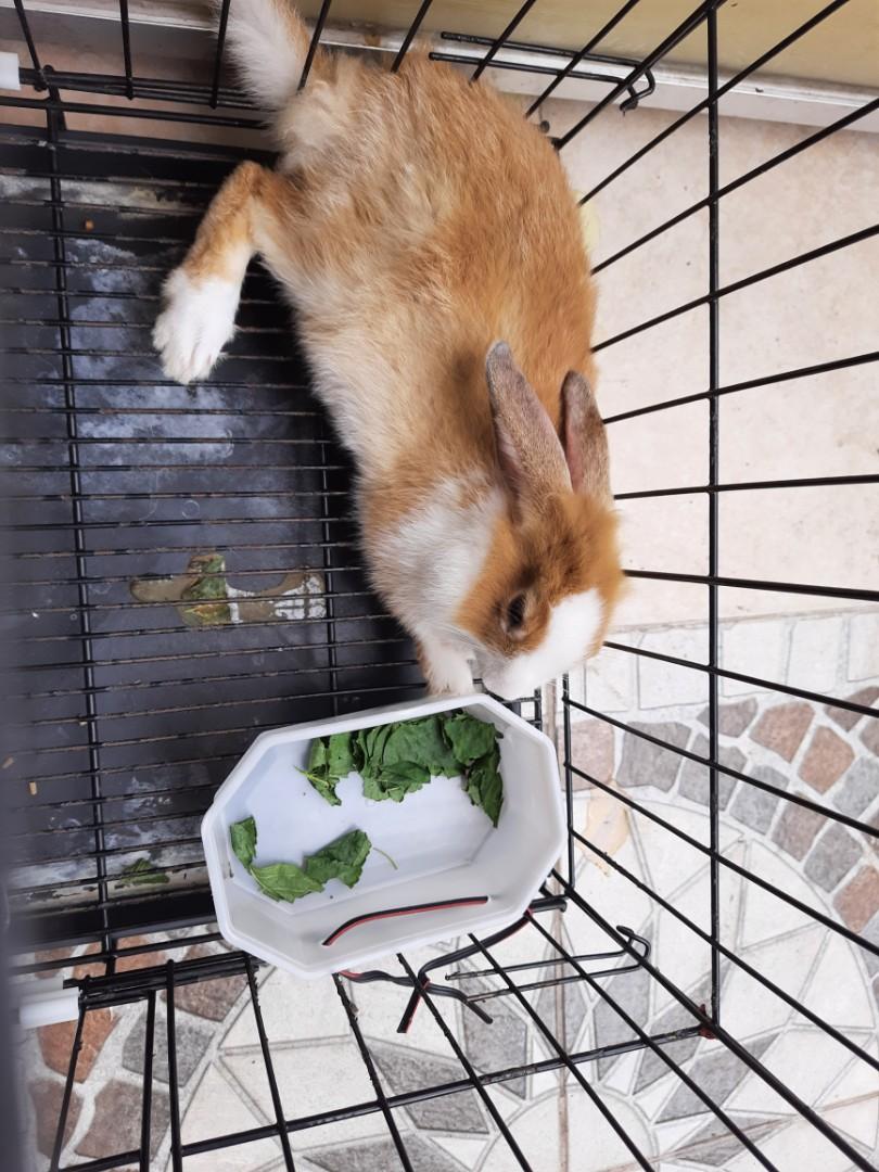 selling our pair rabbit and XXL cage for 2,500 in Taytay, Ruzal