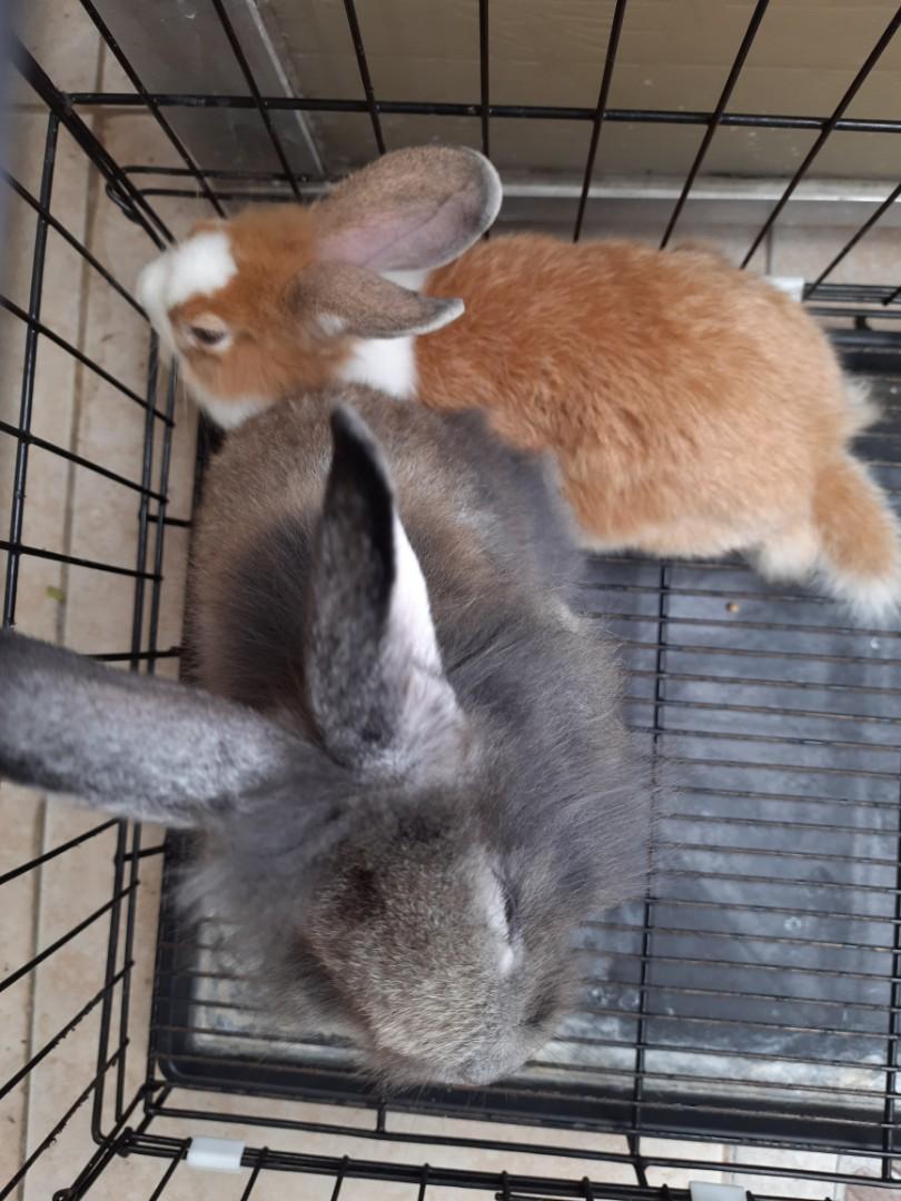 selling our pair rabbit and XXL cage for 2,500 in Taytay, Ruzal