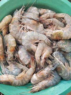 Shrimp for sale