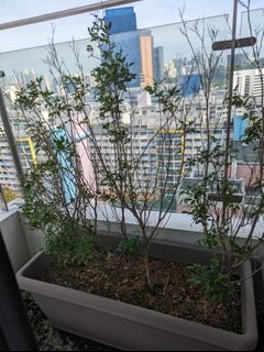 (Category: ) located in . Submitted by shira.biton.355 (Listing ID 1149677251, Image 1). Description: .