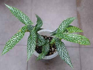 (Category: ) located in . Submitted by plantplayground (Listing ID 1149722624, Image 1). Description: .