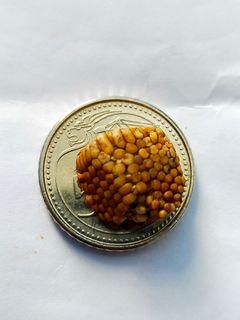 Buntat Semut (Ant Pearl)