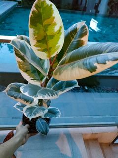(Category: ) located in . Submitted by EpisciaCorner (Listing ID 1149803389, Image 1). Description: .