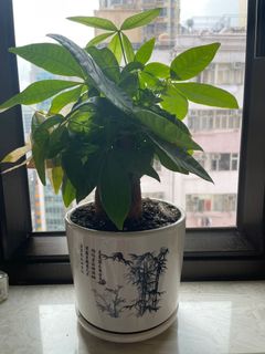 （分類：）位於 。 由 hanie05 提交（商品編號 1149632865，圖片 1）。簡介： 。