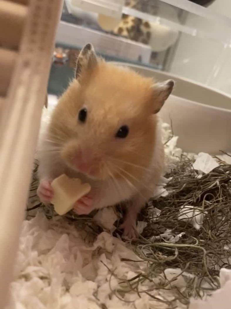 Freeze Dried Tofu Treats for Rabbits, Hamsters & Guinea Pigs, Pet