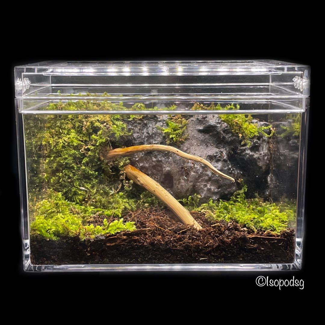 Nano Terrarium with Isopods, Furniture & Home Living, Gardening, Plants