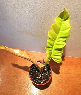 (Category: ) located in . Submitted by green_leaves (Listing ID 1149620367, Image 1). Description: .