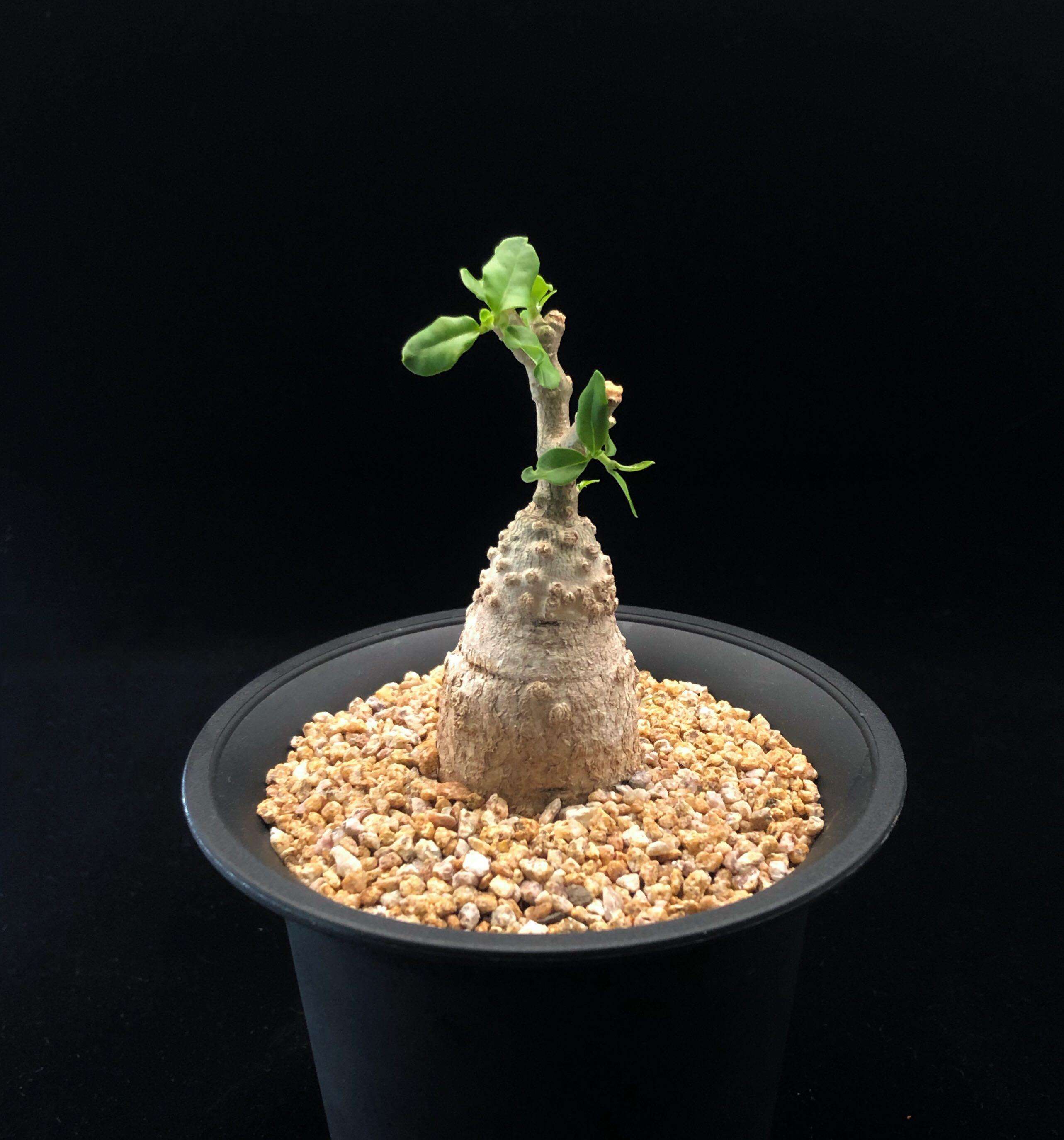 Sg917 特價火星人蘿藦實生老樁 多肉植物小盆栽禮物 傢俬 家居 園藝 植物及種子 Carousell