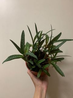 (Category: ) located in . Submitted by sg.aqualife (Listing ID 1149777398, Image 1). Description: .