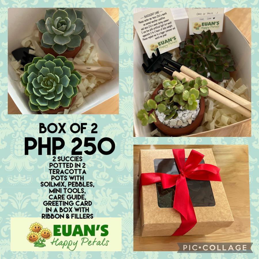 Succulents in a box (Category: Plants & Seeds) located in Quezon City. Submitted by EuansHP.EZundergarments (Listing ID 1149796784, Image 2). Description: Succulents in a box of 2, solo box or with token size. Ideal for gifts, souvenirs & token I can customized package based on your budget Qc location Fb page: Euan’s happy petals.