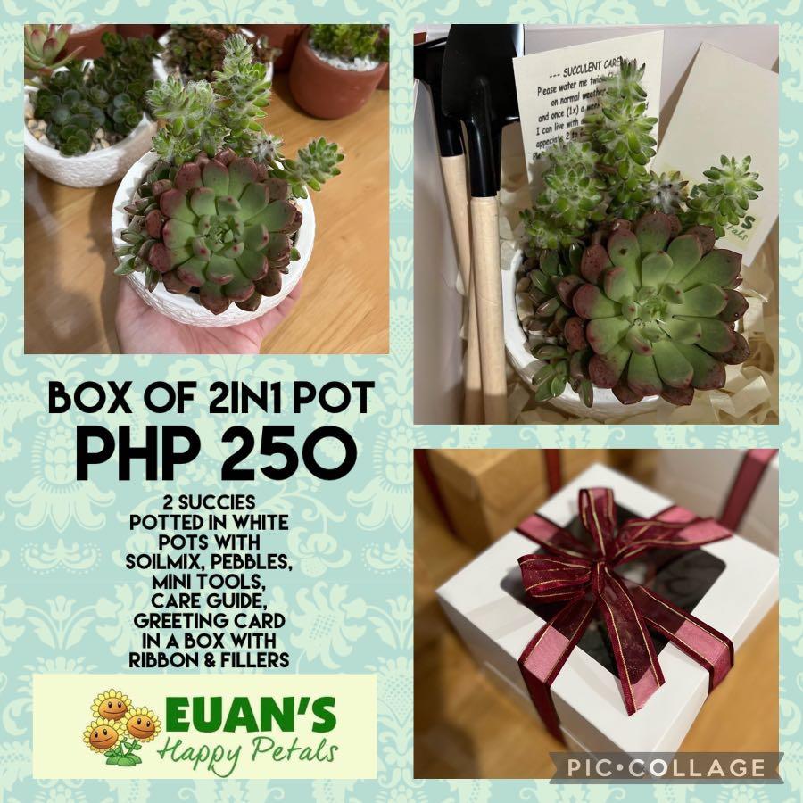Succulents in a box (Category: Plants & Seeds) located in Quezon City. Submitted by EuansHP.EZundergarments (Listing ID 1149796784, Image 1). Description: Succulents in a box of 2, solo box or with token size. Ideal for gifts, souvenirs & token I can customized package based on your budget Qc location Fb page: Euan’s happy petals.