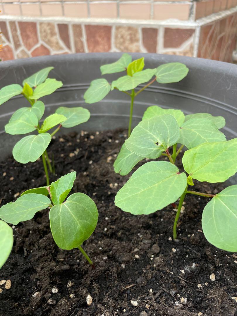 洛神花苗 傢俬 家居 園藝 植物及種子 Carousell