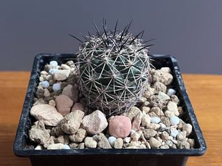 （分類：）位於 。 由 smallplanter 提交（商品編號 1149908877，圖片 1）。簡介： 。