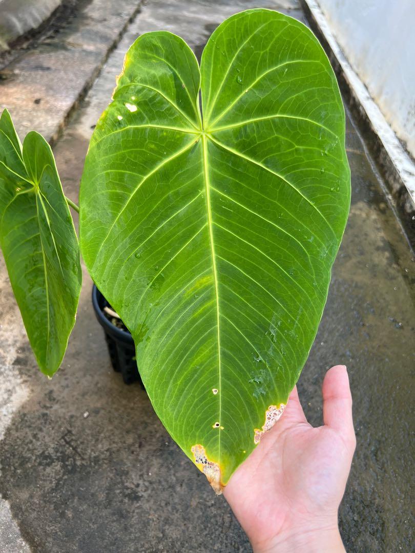 anthurium angamarcanum 1, Furniture & Home Living, Gardening, Plants