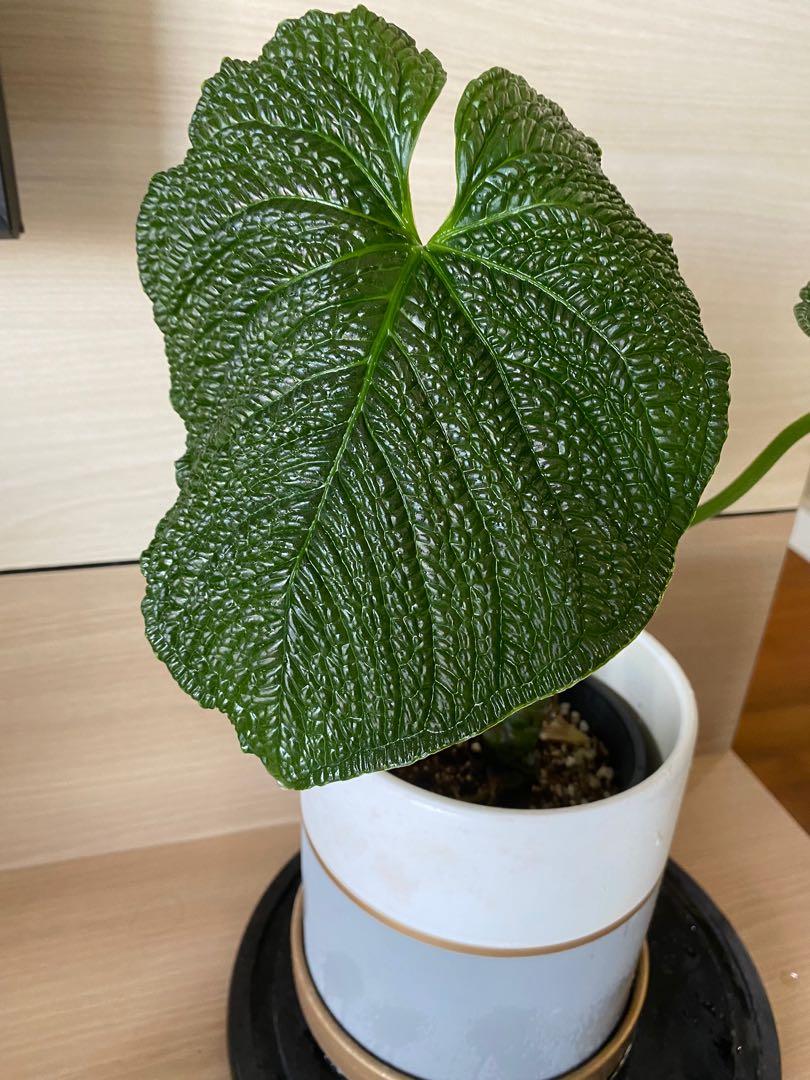 Anthurium Splendidum, Furniture & Home Living, Gardening, Plants & Seeds on  Carousell
