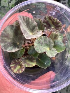 （分類：）位於 。 由 thelostforest 提交（商品編號 1149816550，圖片 1）。簡介： 。