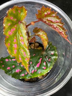（分類：）位於 。 由 thelostforest 提交（商品編號 1149815263，圖片 1）。簡介： 。