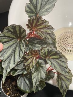 （分類：）位於 。 由 thelostforest 提交（商品編號 1149814308，圖片 1）。簡介： 。