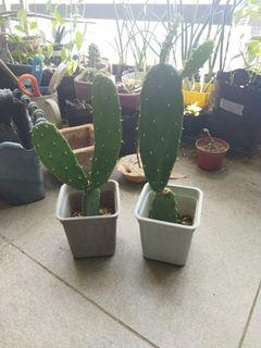 Cactus Opuntia Plant (199 each)