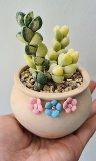 (Category: ) located in . Submitted by succulent.aurora (Listing ID 1149958430, Image 1). Description: .