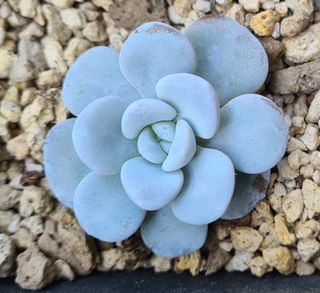 (Category: ) located in . Submitted by succulent.aurora (Listing ID 1149959935, Image 1). Description: .