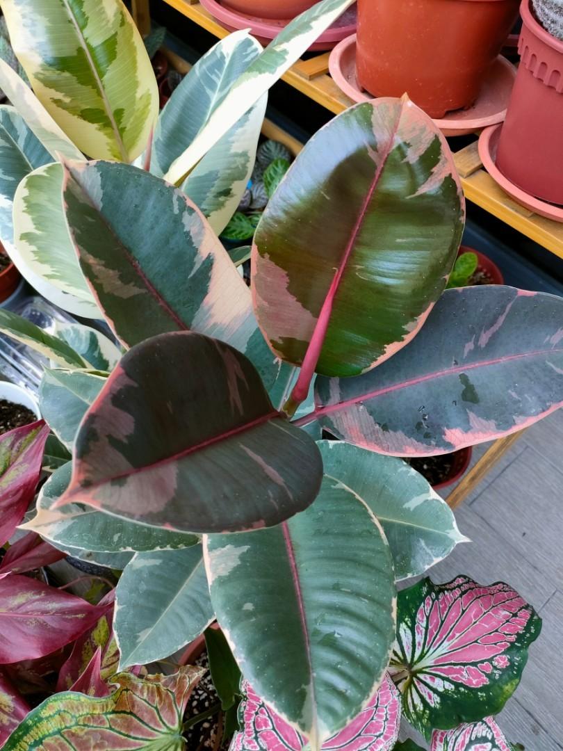 Ficus elastica ruby (Category: Plants & Seeds) located in Singapore. Submitted by EpisciaCorner (Listing ID 1149823625, Image 2). Description: 2ft.