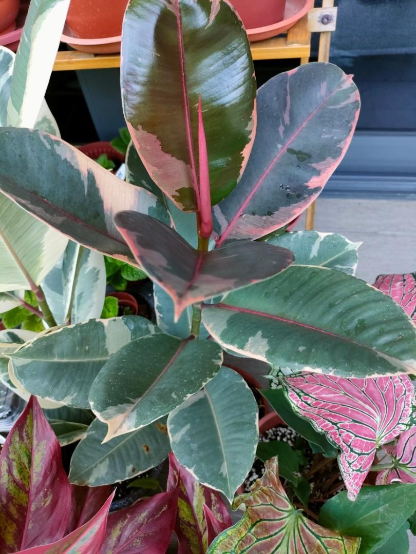 Ficus elastica ruby (Category: Plants & Seeds) located in Singapore. Submitted by EpisciaCorner (Listing ID 1149823625, Image 1). Description: 2ft.