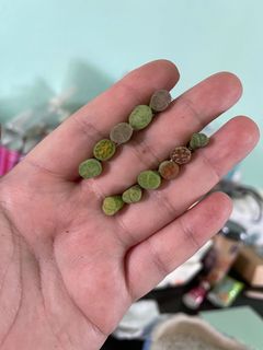 (Category: ) located in . Submitted by allthingssuccs (Listing ID 1149868830, Image 1). Description: .