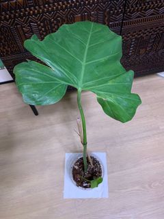 (Category: ) located in . Submitted by plantsforgood (Listing ID 1149962352, Image 1). Description: .