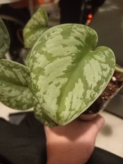 （分類：）位於 。 由 chunchunzx 提交（商品編號 1149969035，圖片 1）。簡介： 。