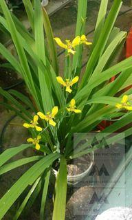 Spathoglottis Orchids /Ground Orchids Rare Plant