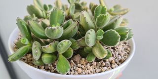 (Category: ) located in . Submitted by succulent.aurora (Listing ID 1149932370, Image 1). Description: .