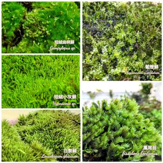 （分類：）位於 。 由 mossy_forestation 提交（商品編號 1146599942，圖片 1）。簡介： 。