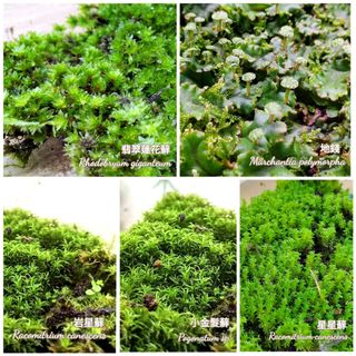 （分類：）位於 。 由 mossy_forestation 提交（商品編號 1146600568，圖片 1）。簡介： 。