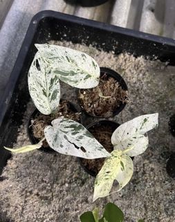 (Category: ) located in . Submitted by plantltd (Listing ID 1146636684, Image 1). Description: .