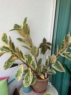 (Category: ) located in . Submitted by sky.garden (Listing ID 1146569613, Image 1). Description: .