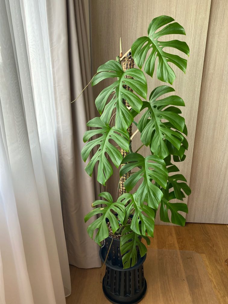 large form rhaphidophora tetrasperma not monstera, Furniture & Home